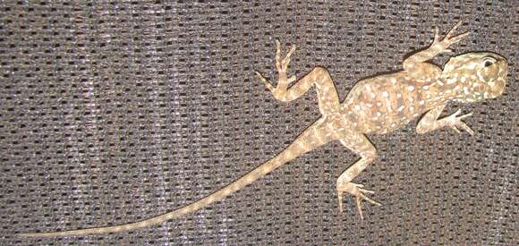 Image of Kenya Rock Agama