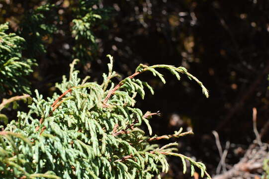 Image of Drooping Juniper