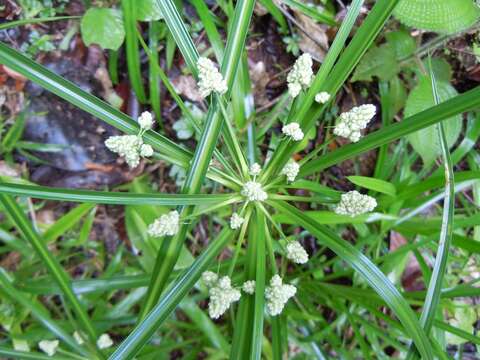 Image of Rush-like flatsedge