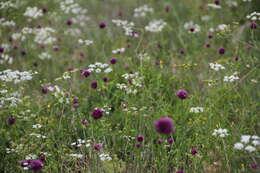 Image of sand leek