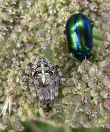 Image of Garden spider