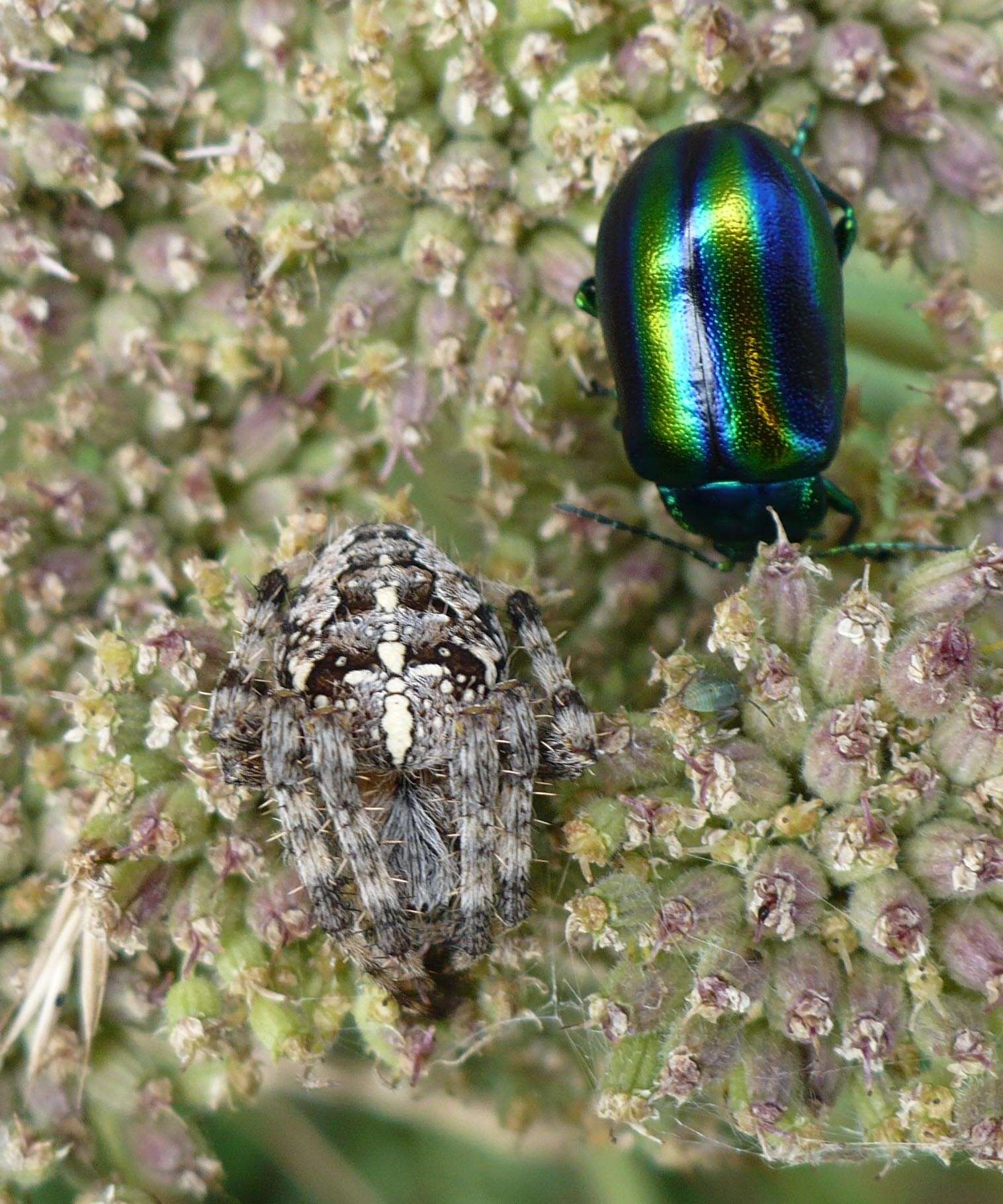 Image of Garden spider