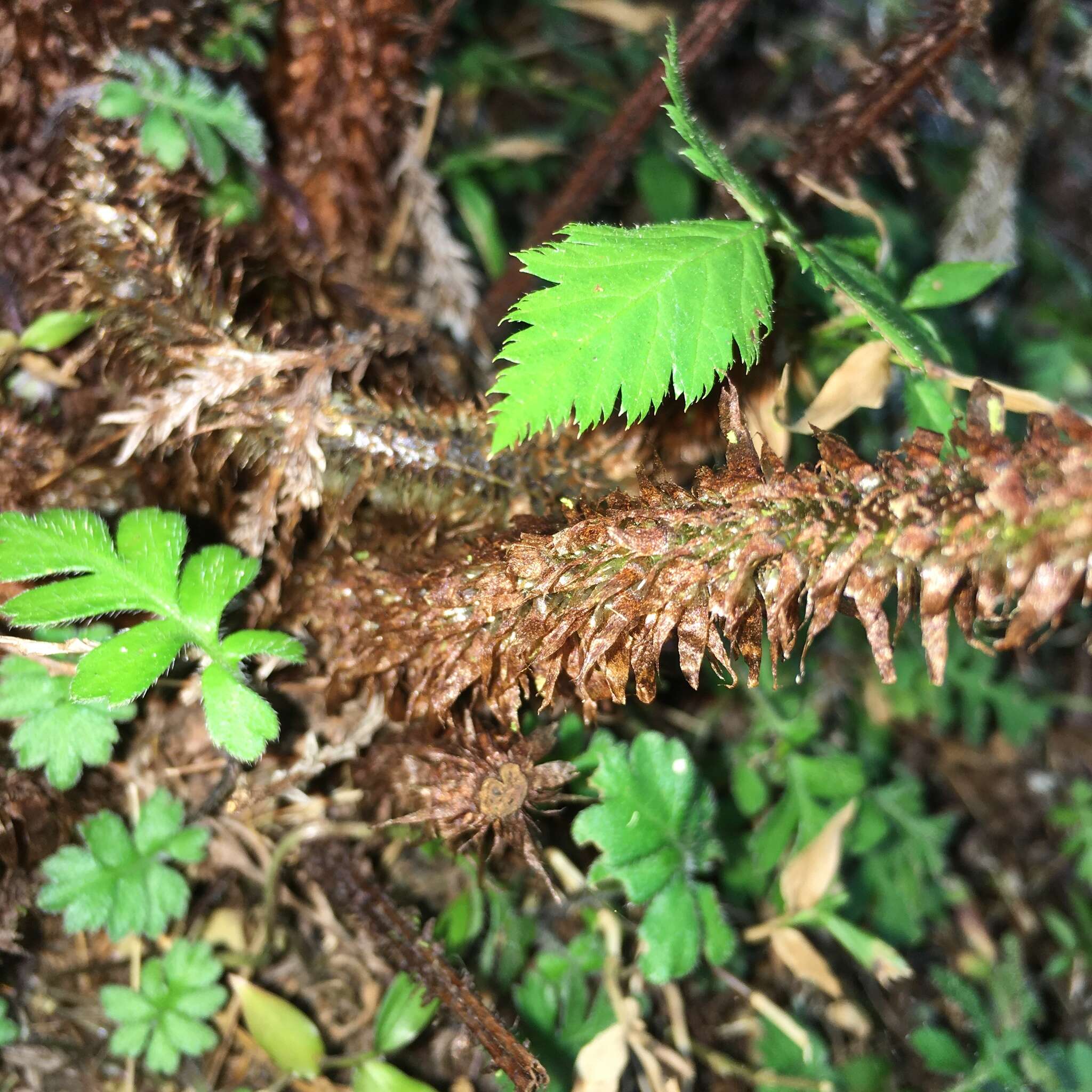 Sivun Dryopteris hendersonii (Bedd.) C. Chr. kuva