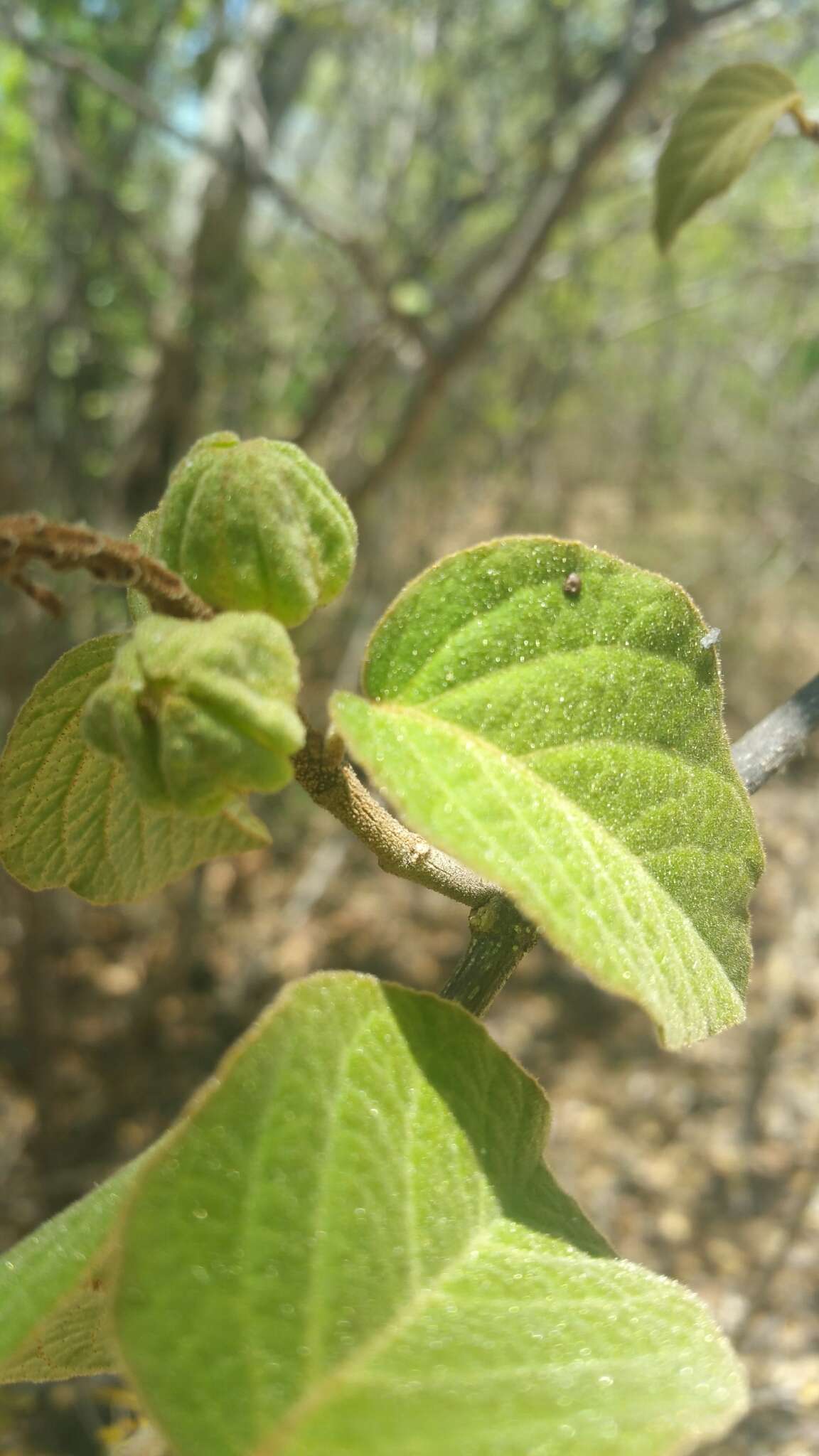 Image of Croton danguyanus Leandri