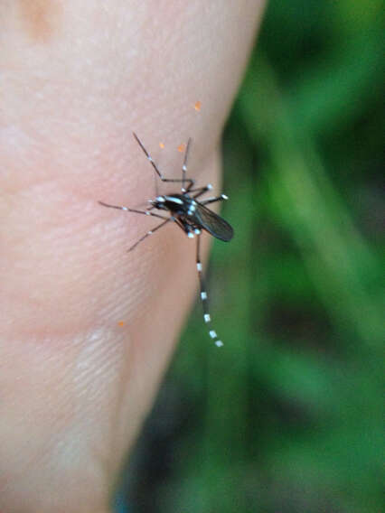 Imagem de Aedes albopictus Skuse 1894