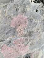 Image of wart lichen