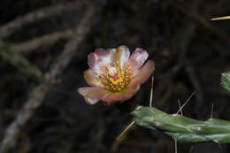 Image of Cylindropuntia × antoniae