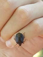 Image of <i>Antiteuchus guianensis</i> Ruckes 1964