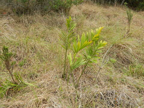 Image of Stangeria