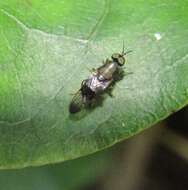 Image of Dysbiota peregrina (Hutton 1901)