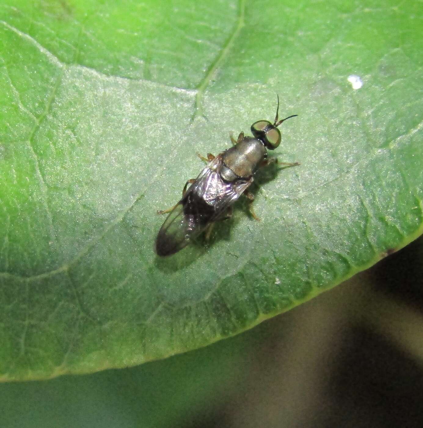 Image of Dysbiota peregrina (Hutton 1901)