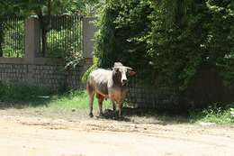 Image of zebu cattle