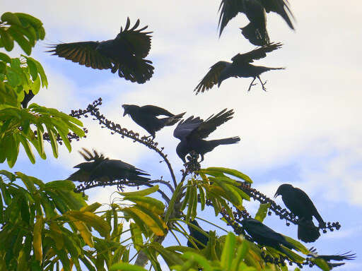 Image of Fish Crow