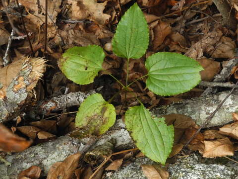 Image of Biltmore's carrionflower