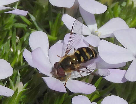 Image of Lapposyrphus aberrantis (Curran 1925)