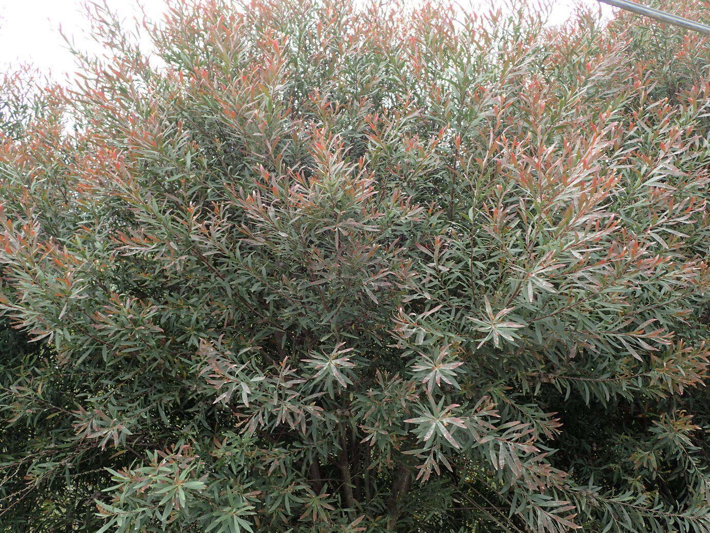 Image of Hakea salicifolia subsp. salicifolia