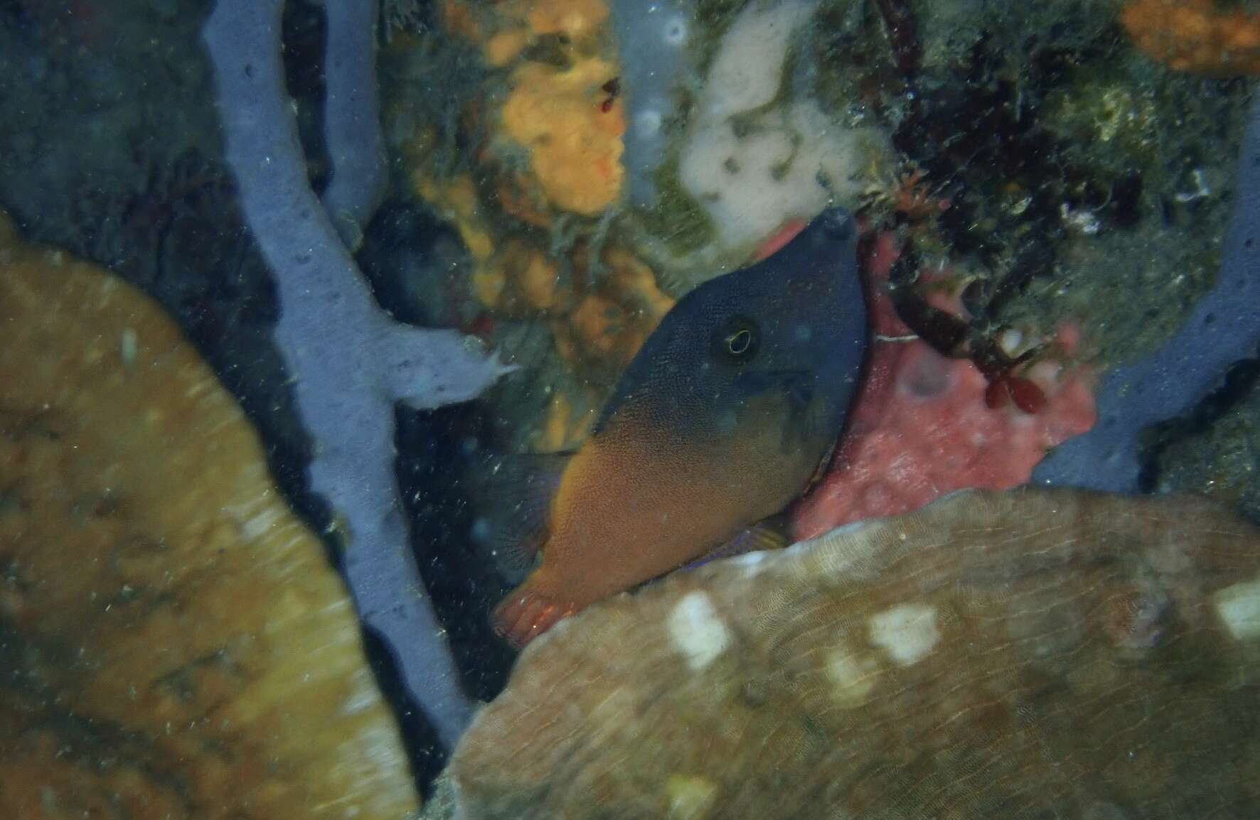 Image of Lacefin filefish