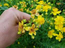 Sivun Hypericum swinkianum G. Wilh. & Rericha kuva