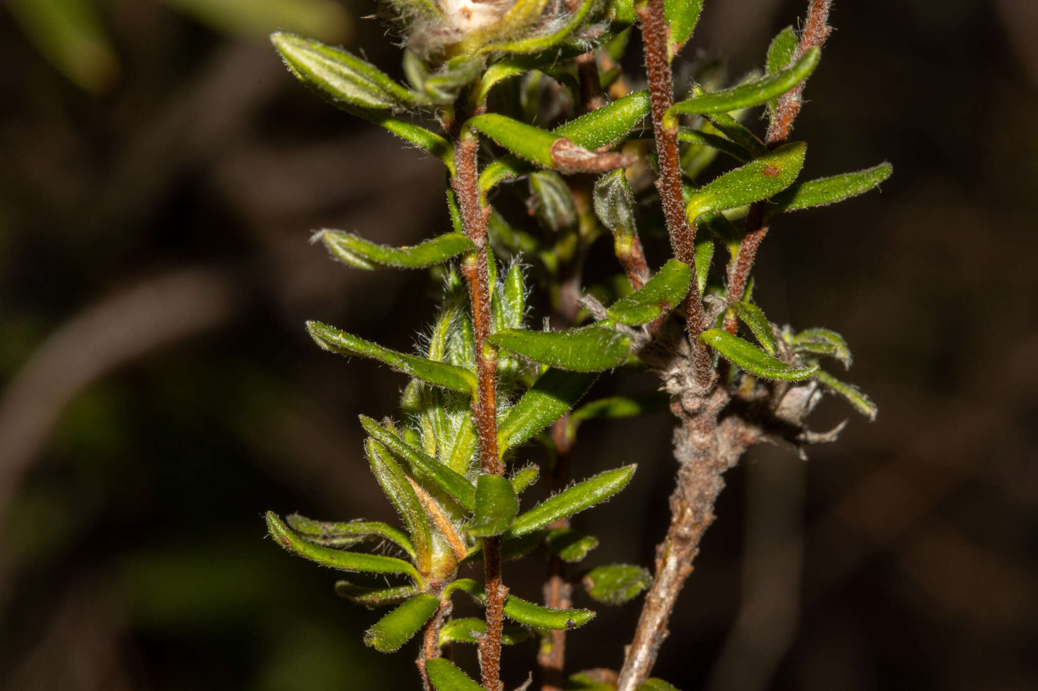 Hibbertia villifera Tepper ex H. R. Toelken resmi