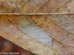 Phyllonorycter obscuricostella (Clemens 1859)的圖片