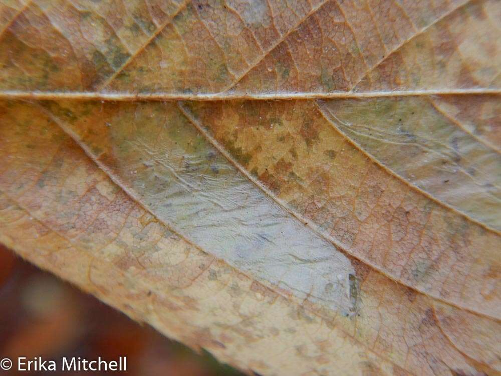 Phyllonorycter obscuricostella (Clemens 1859)的圖片