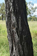 Imagem de Eucalyptus melanophloia subsp. melanophloia