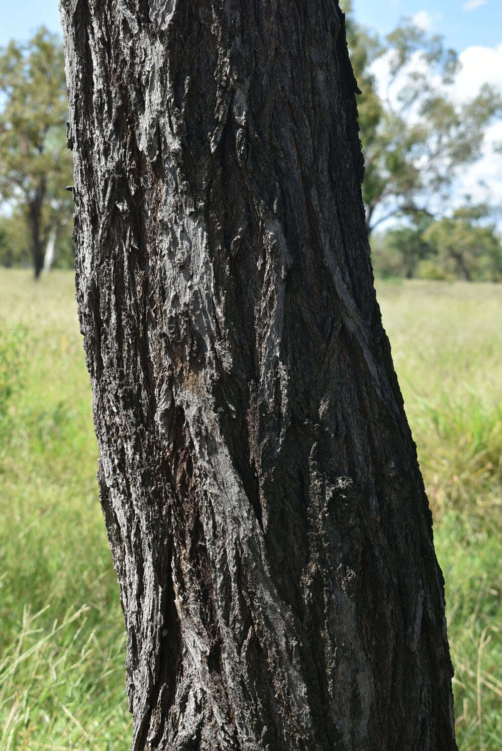 Image of Eucalyptus melanophloia subsp. melanophloia