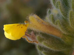 Image of Ajuga bombycina Boiss.