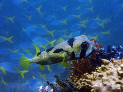 Image of Black-blotched porcupinefish