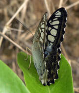 Imagem de Parthenos sylvia apicalis