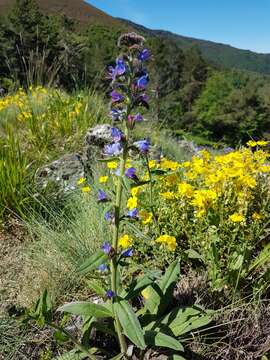 Echium vulgare subsp. vulgare resmi