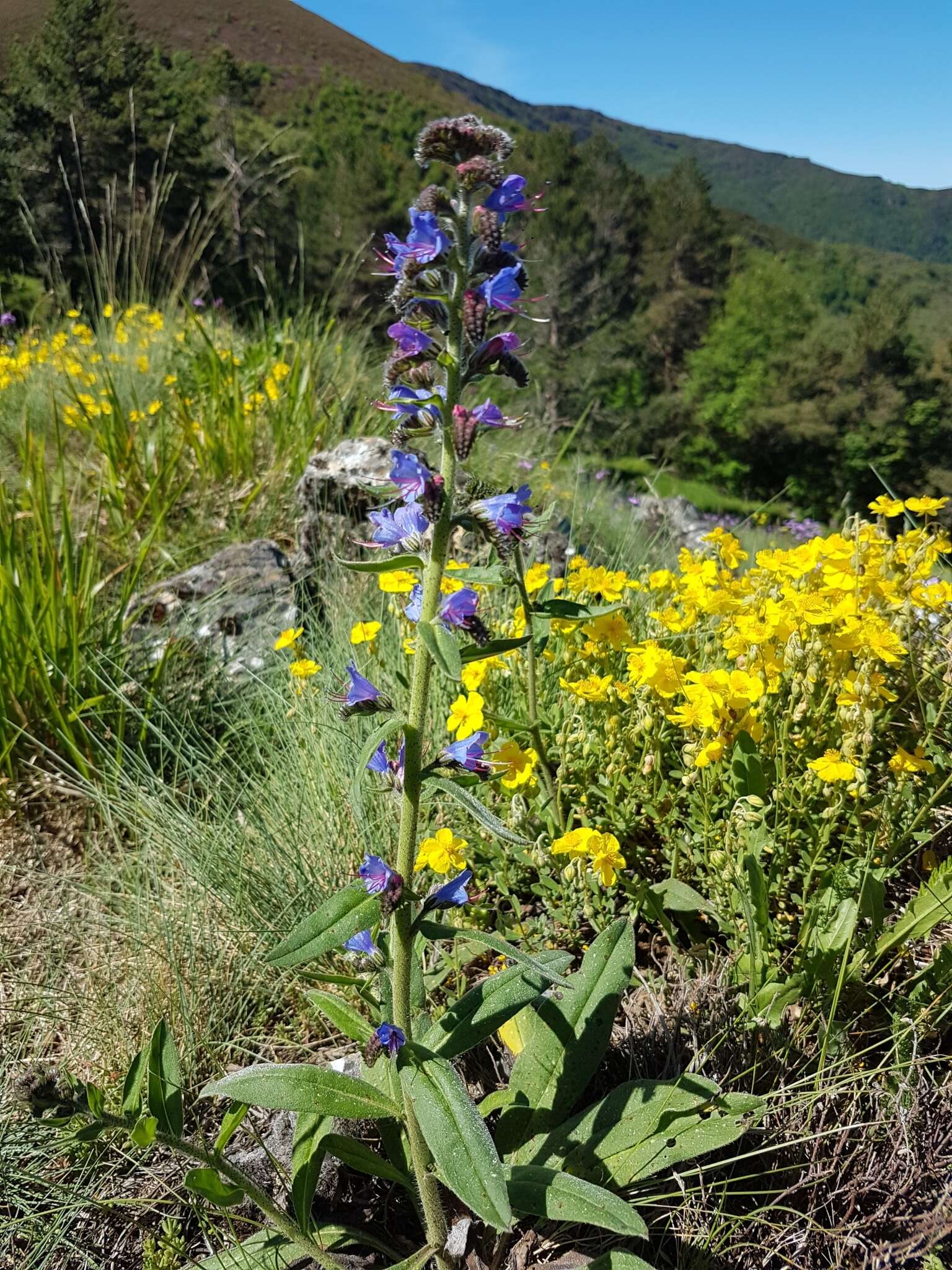 Echium vulgare subsp. vulgare的圖片