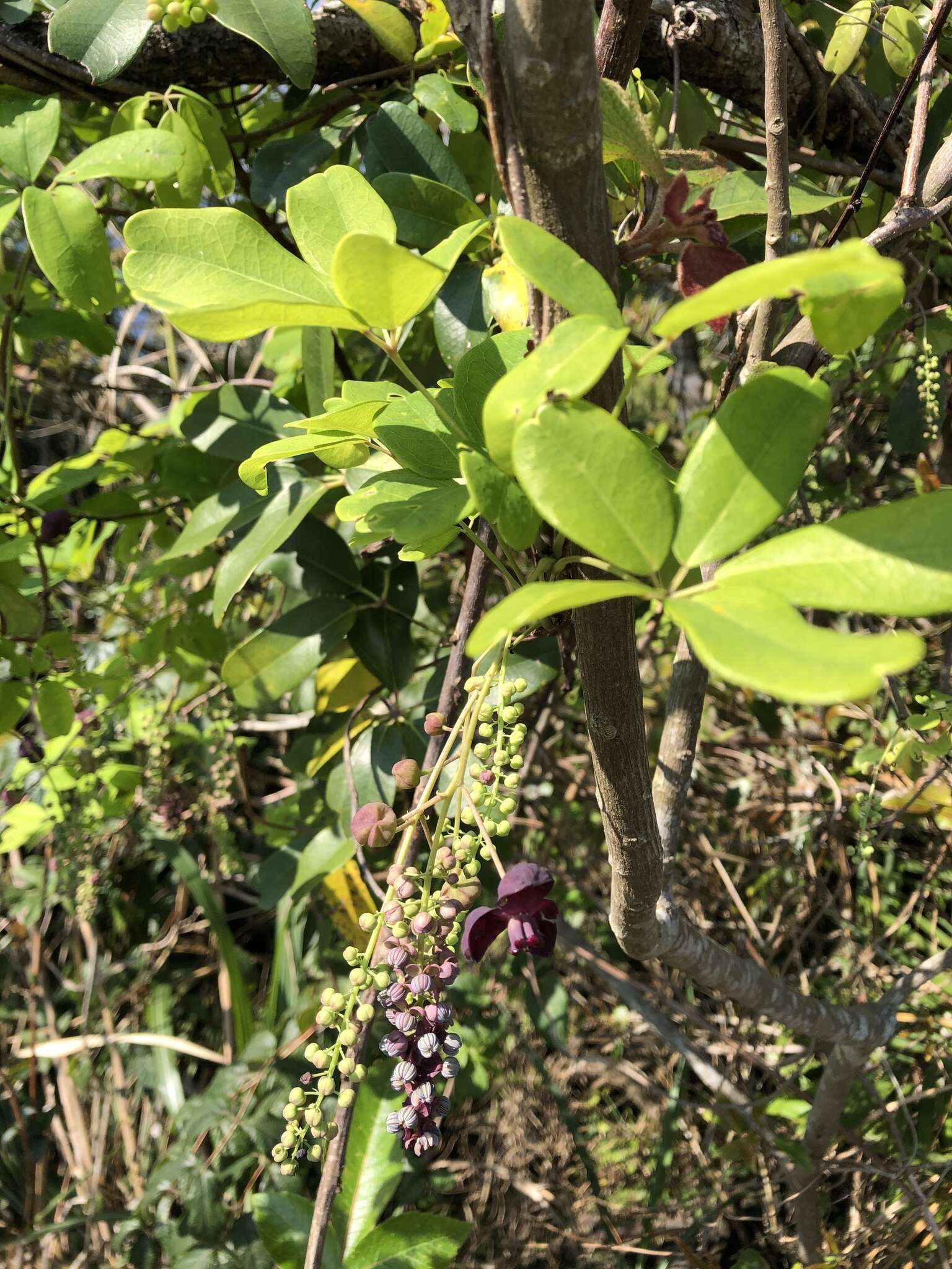 Imagem de Akebia longeracemosa Matsum.