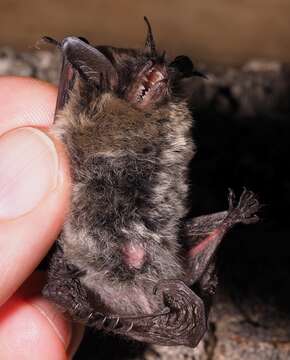 Image of whiskered bat, european whiskered bat