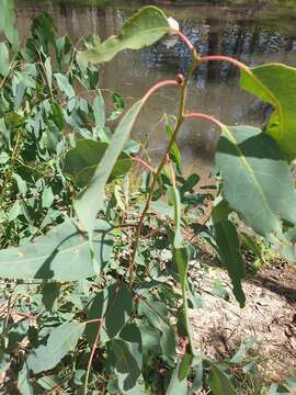 Image of forest redgum