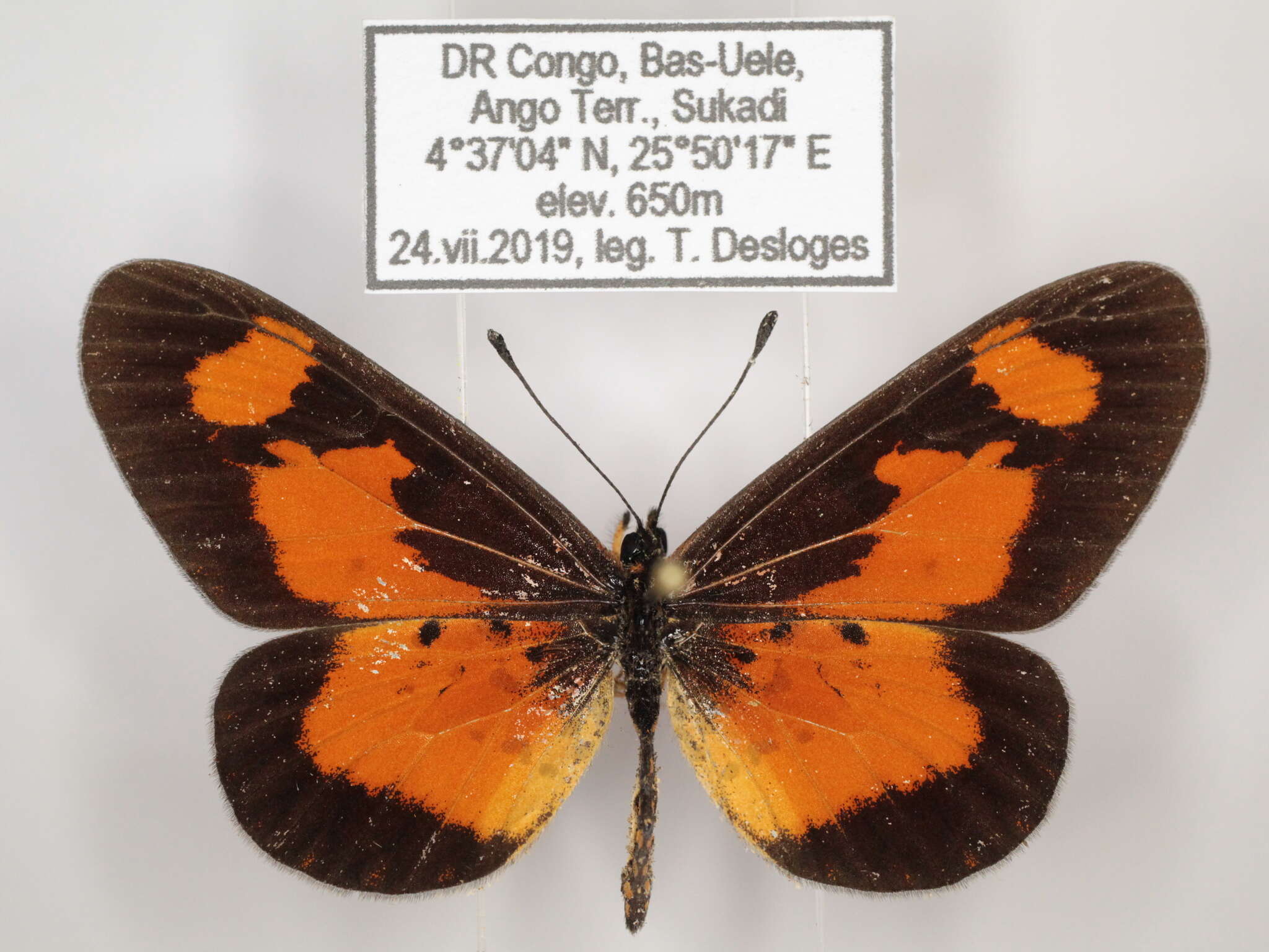 Image de Acraea acerata Hewitson 1874