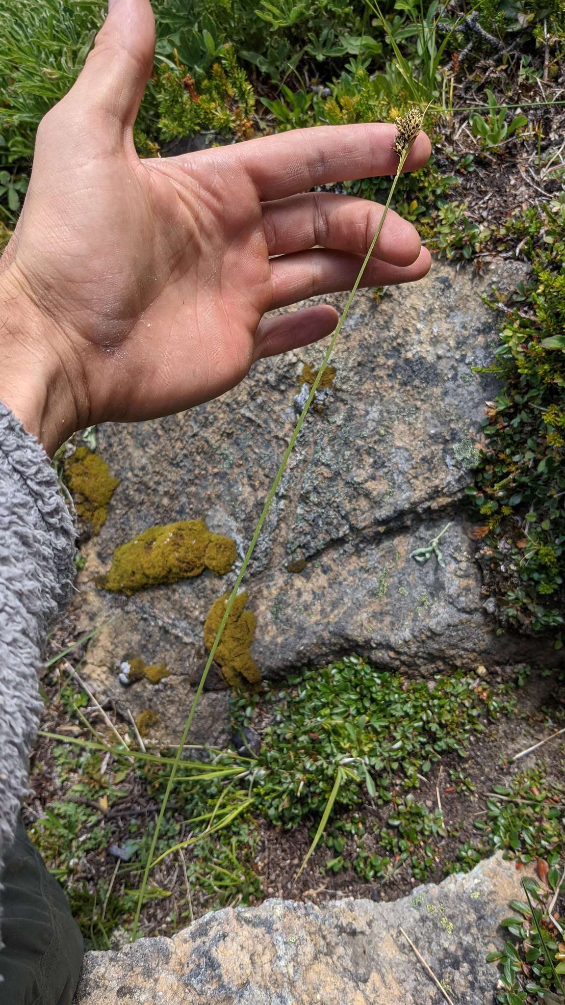 Image of Lesser Black-Scale Sedge