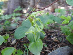 Neottia auriculata (Wiegand) Szlach. resmi