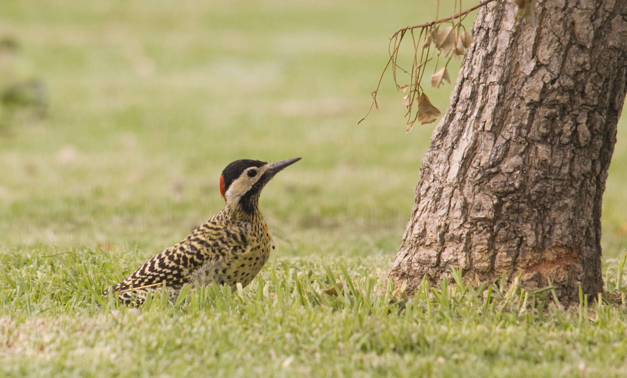 Image of Green-barred Woodpecker