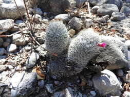 Image of Mammillaria haageana subsp. meissneri