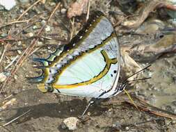 Imagem de Polyura eudamippus Doubleday 1843