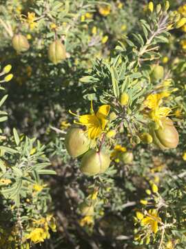 Image of Cleomella arborea var. globosa (Coville) J. C. Hall & Roalson