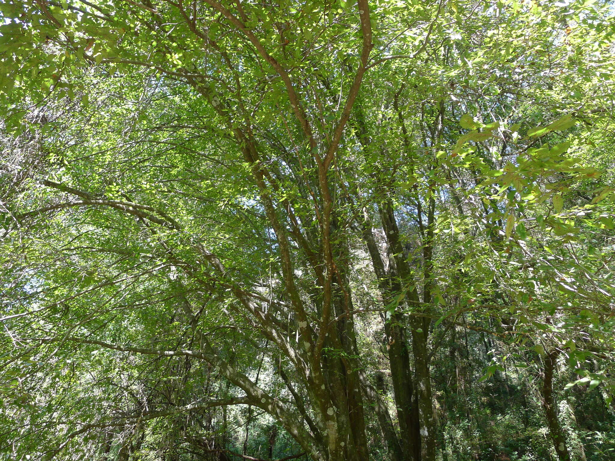 Image of Carpinus tropicalis (Donn. Sm.) Lundell