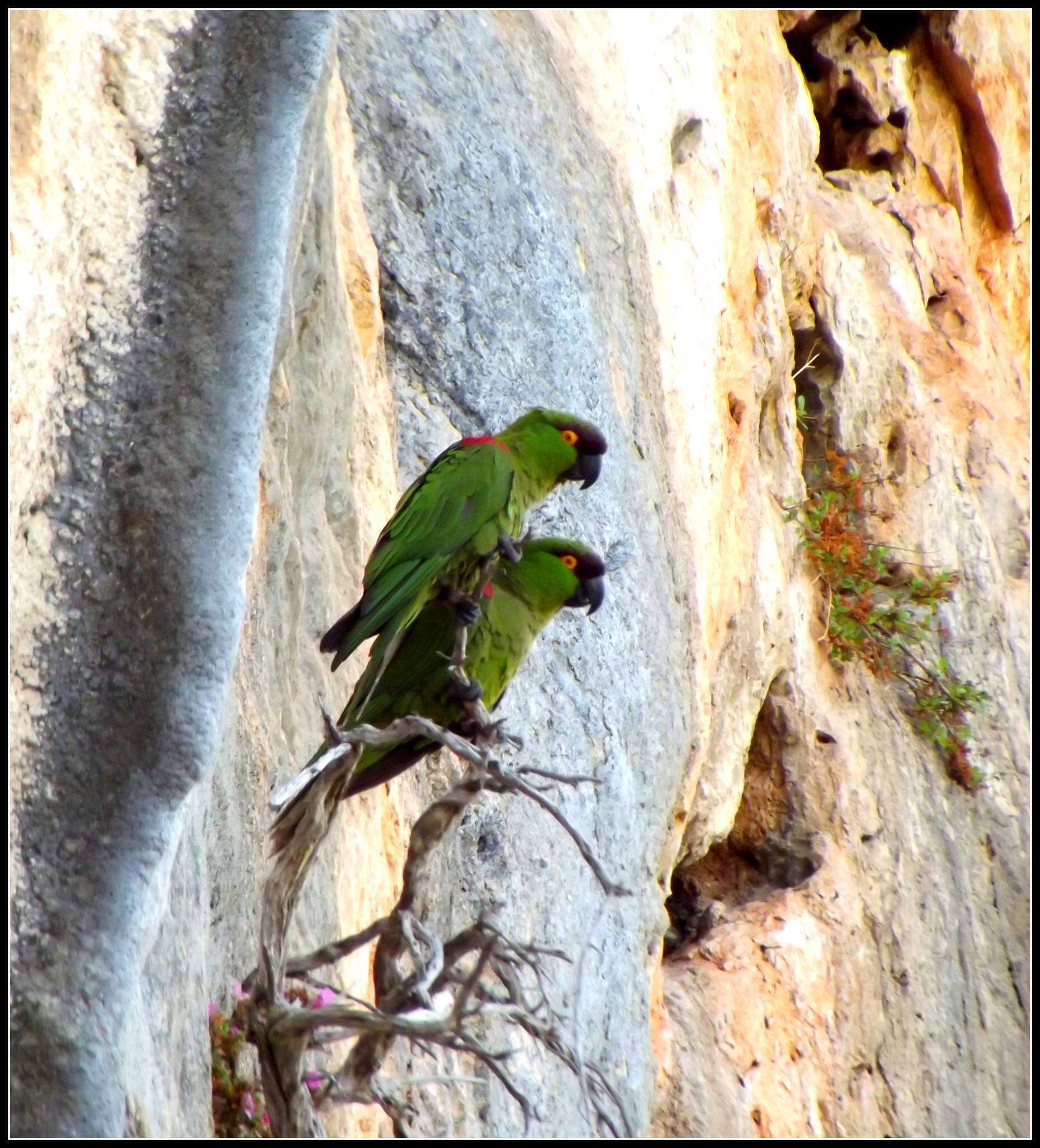 Image de Rhynchopsitta Bonaparte 1854