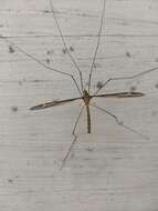 Image of Tipula (Yamatotipula) caloptera Loew 1863