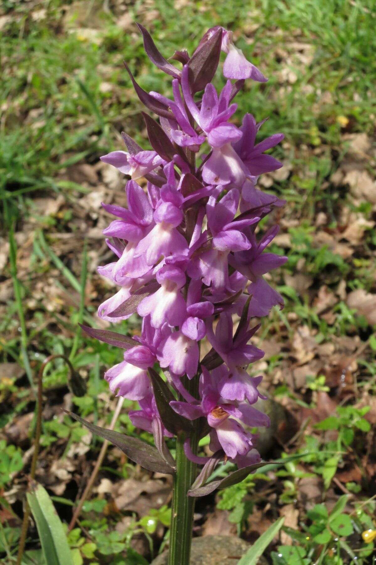 Image of Dactylorhiza romana subsp. romana