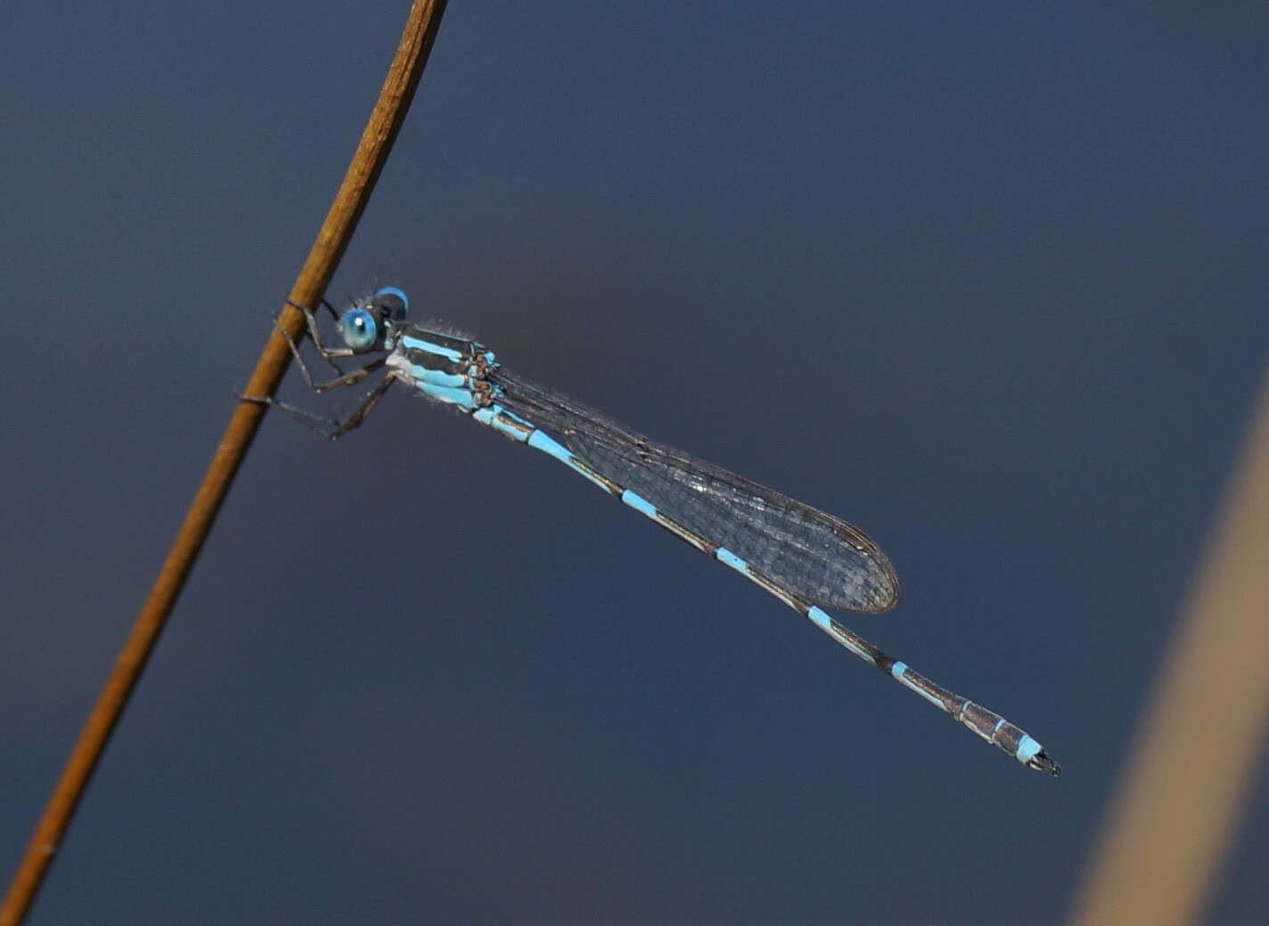 Image de Austrolestes leda (Selys 1862)