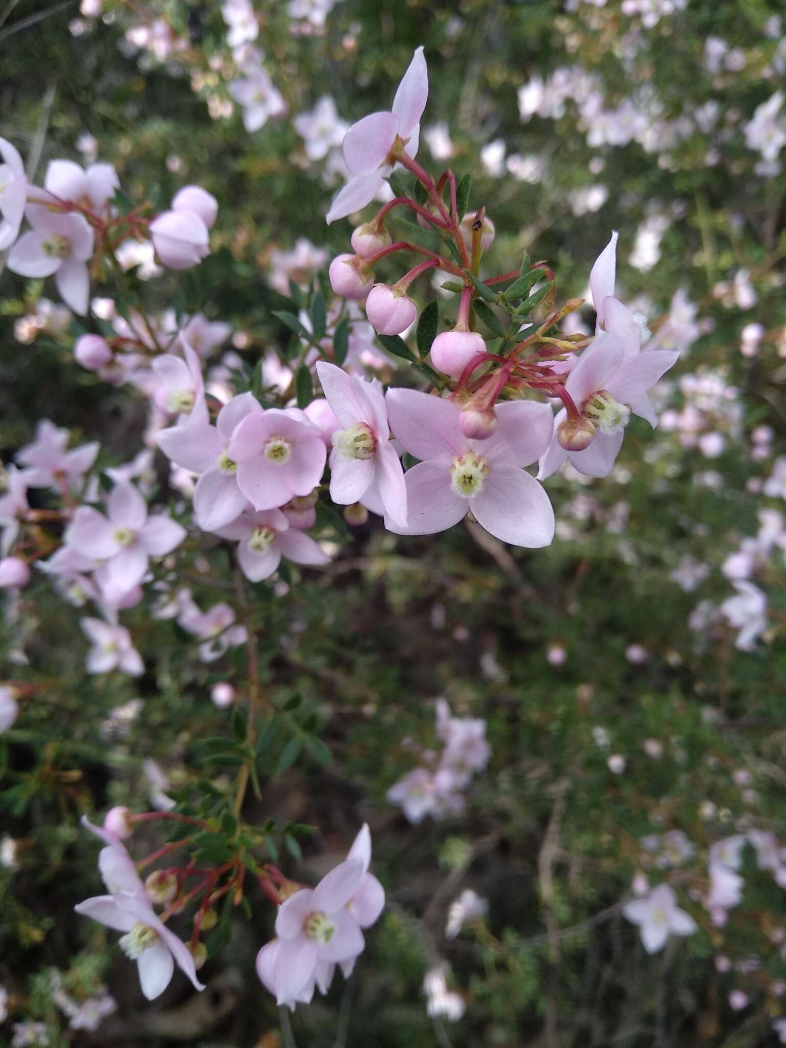 Image of Boronia floribunda Sieber ex Spreng.