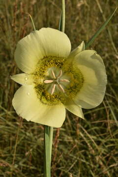 Calochortus gunnisonii var. perpulcher Cockerell resmi