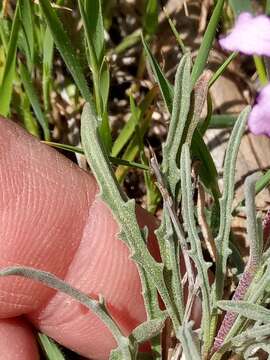 Plancia ëd Matthiola fruticulosa (L.) Maire